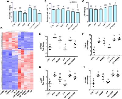 Nanovesicles From Lactobacillus johnsonii N6.2 Reduce Apoptosis in Human Beta Cells by Promoting AHR Translocation and IL10 Secretion